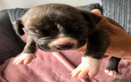 Mixed Breed dogs for sale: American bulldogs  - Image 4