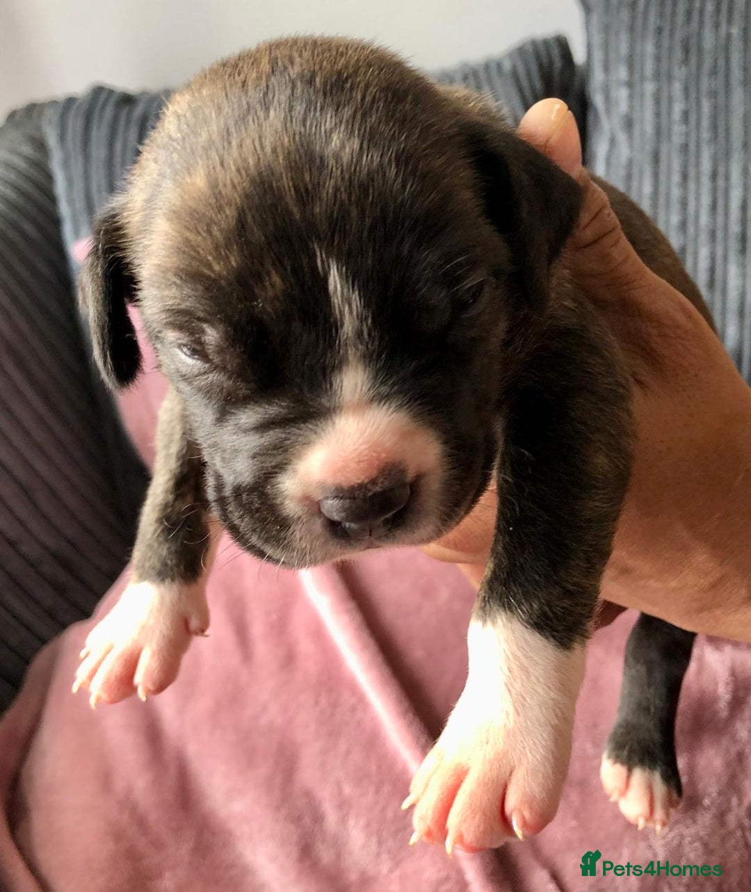 Mixed Breed dogs for sale: American bulldogs  - Image 4