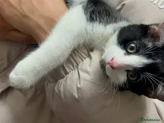 Mixed Breed cats Gentle Male Kitten (+ litter tray, food, toys…) - Advert 1