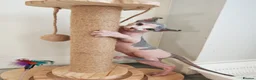 Sphynx cats for sale: Sphynx elf kittens for sale. Rare Calico girls.  - Advert 13