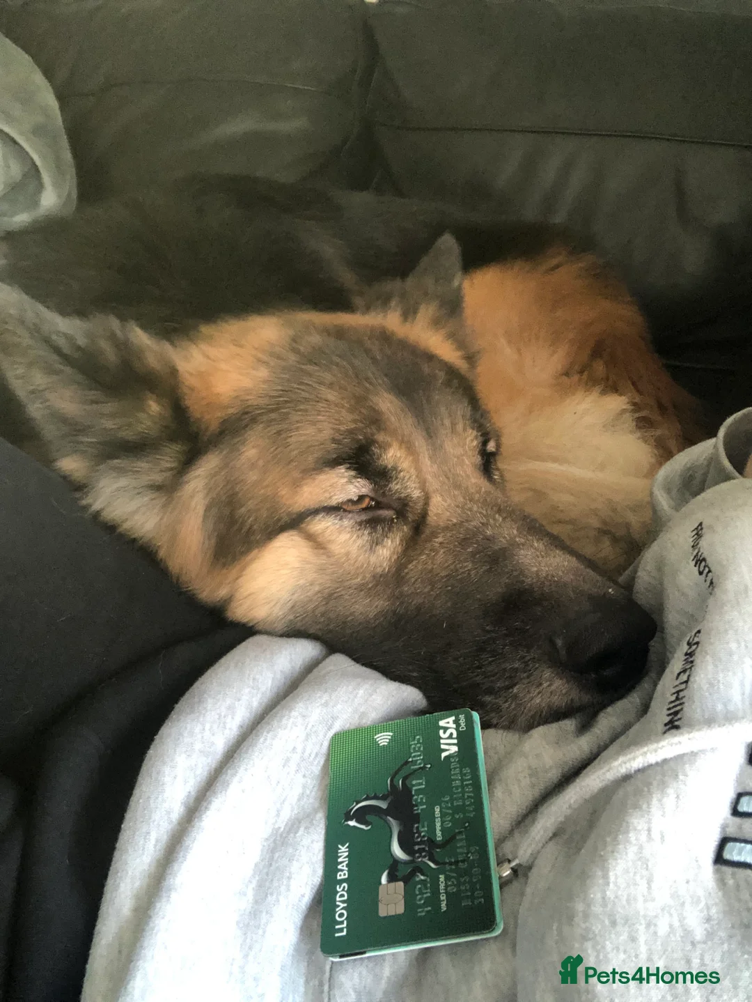 German Shepherd dogs for stud: German Shepard up for stud  in Erith - Advert 29