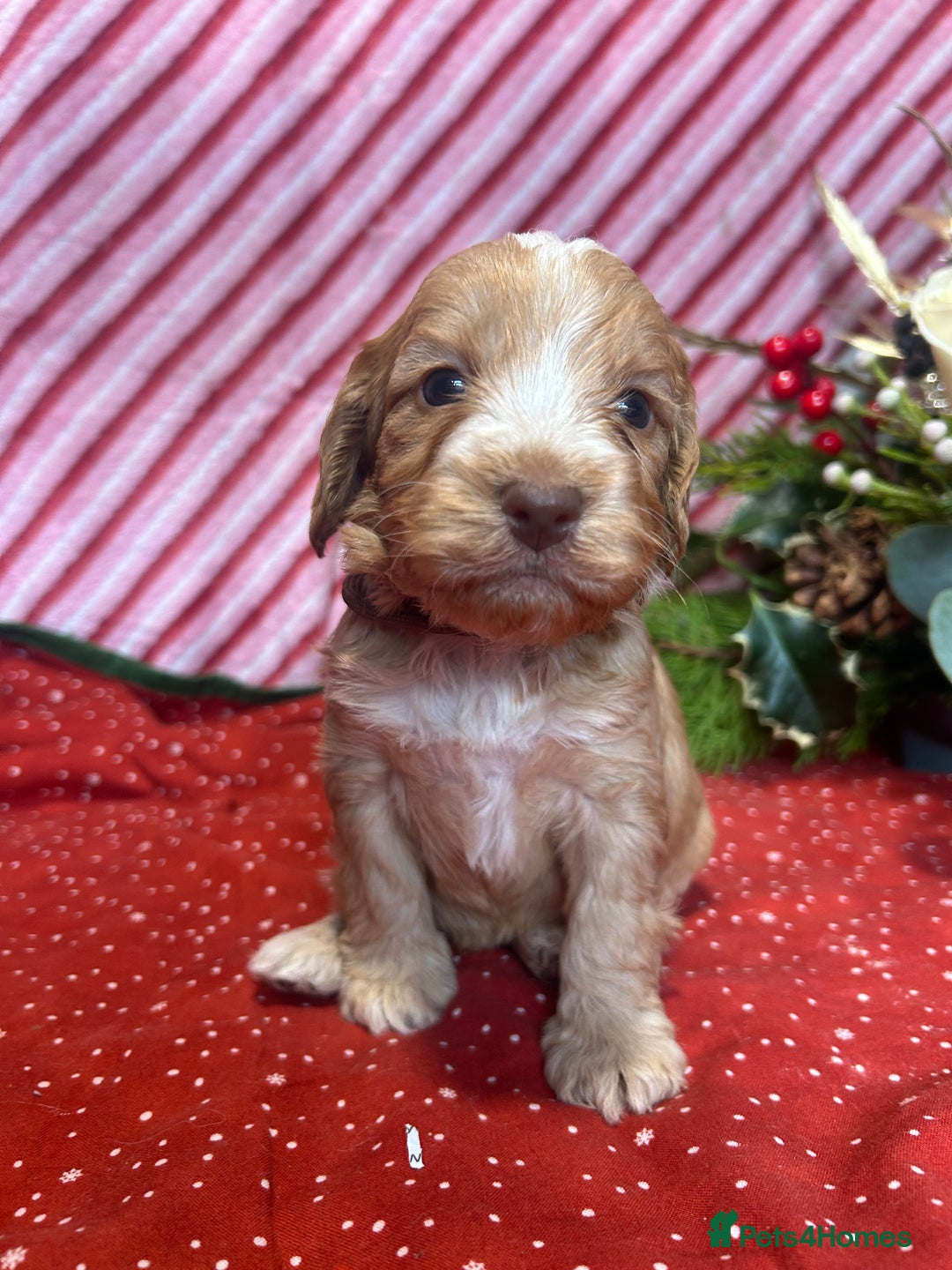 Cockapoo dogs for sale: Cute F1 cockapoo puppies  - Advert 33