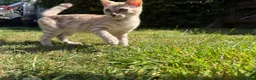 Bengal cats for sale: **Last Snow Lynx Bengal Kitten** TICA - Advert 9