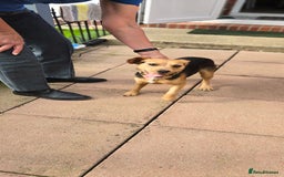 Mixed Breed dogs for adoption: Toby the Terrier - Image 13