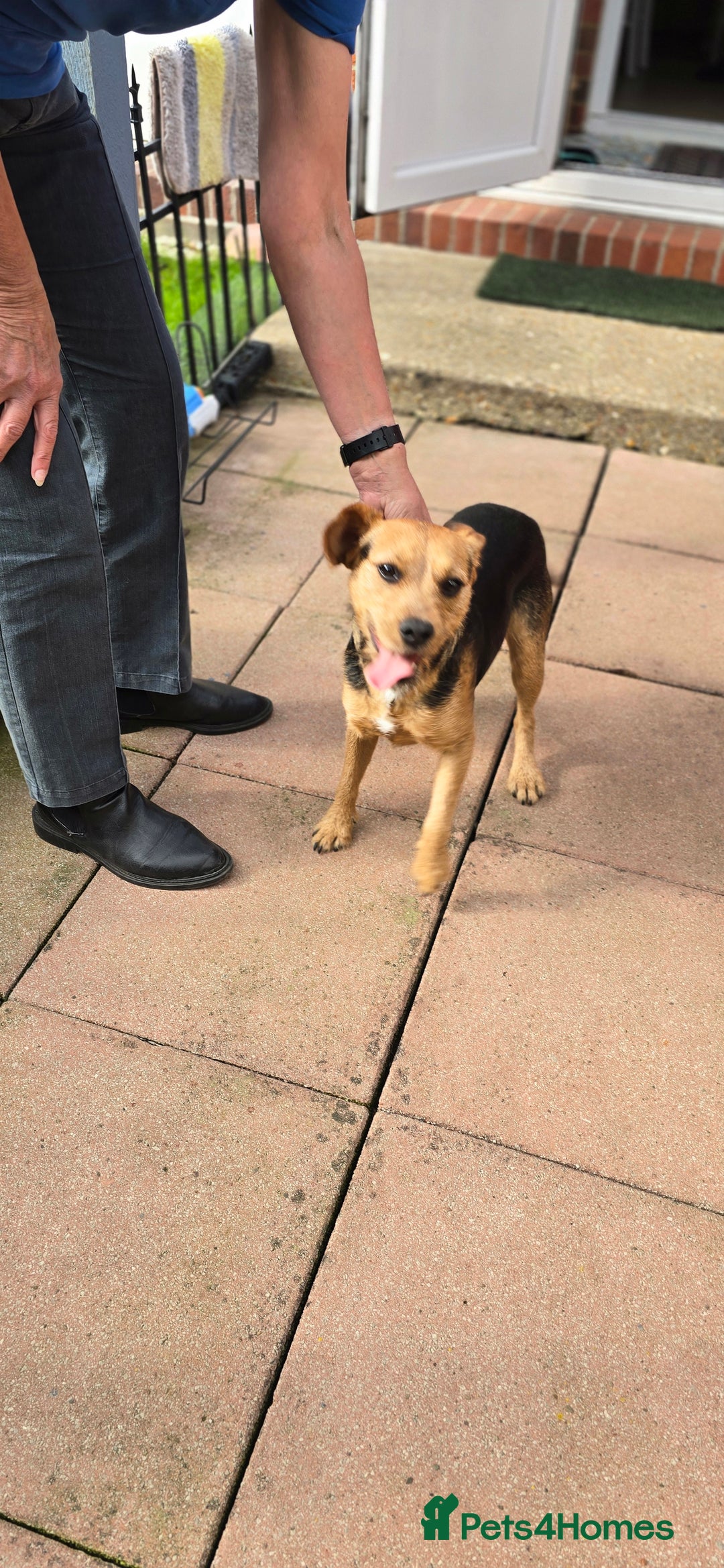 Mixed Breed dogs for adoption: Toby the Terrier - Image 13