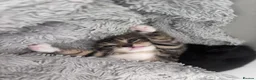 Mixed Breed cats for sale: Kittens  in South Ockendon - Advert 6