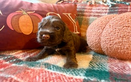 Cocker Spaniel dogs for sale: Beautiful Show Type Cocker Spaniel Puppies - Image 7