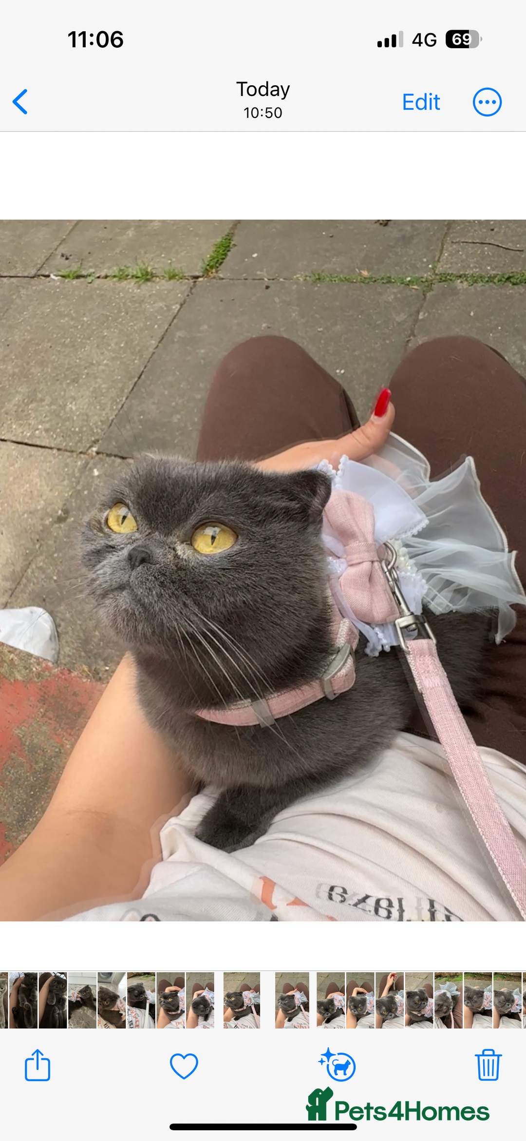 Scottish Fold cats for sale: A lovely Scottish fold cat - Image 1