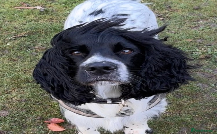 Cocker Spaniel dogs - Advert 14