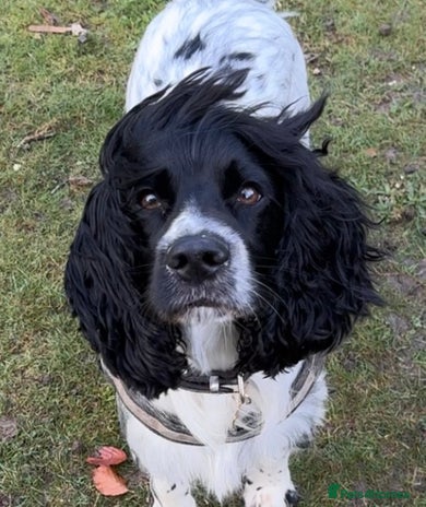 Cocker Spaniel dogs - Advert 11