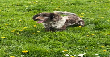 Cocker Spaniel dogs - Advert 8