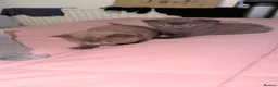 British Shorthair cats for sale: Fully british short hair kittens  - Advert 13