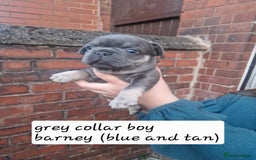 French Bulldog dogs for sale: 6 beautiful frenchies  - Image 15