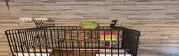 Ringnecks birds for sale: Ringneck for sale  - Advert 7