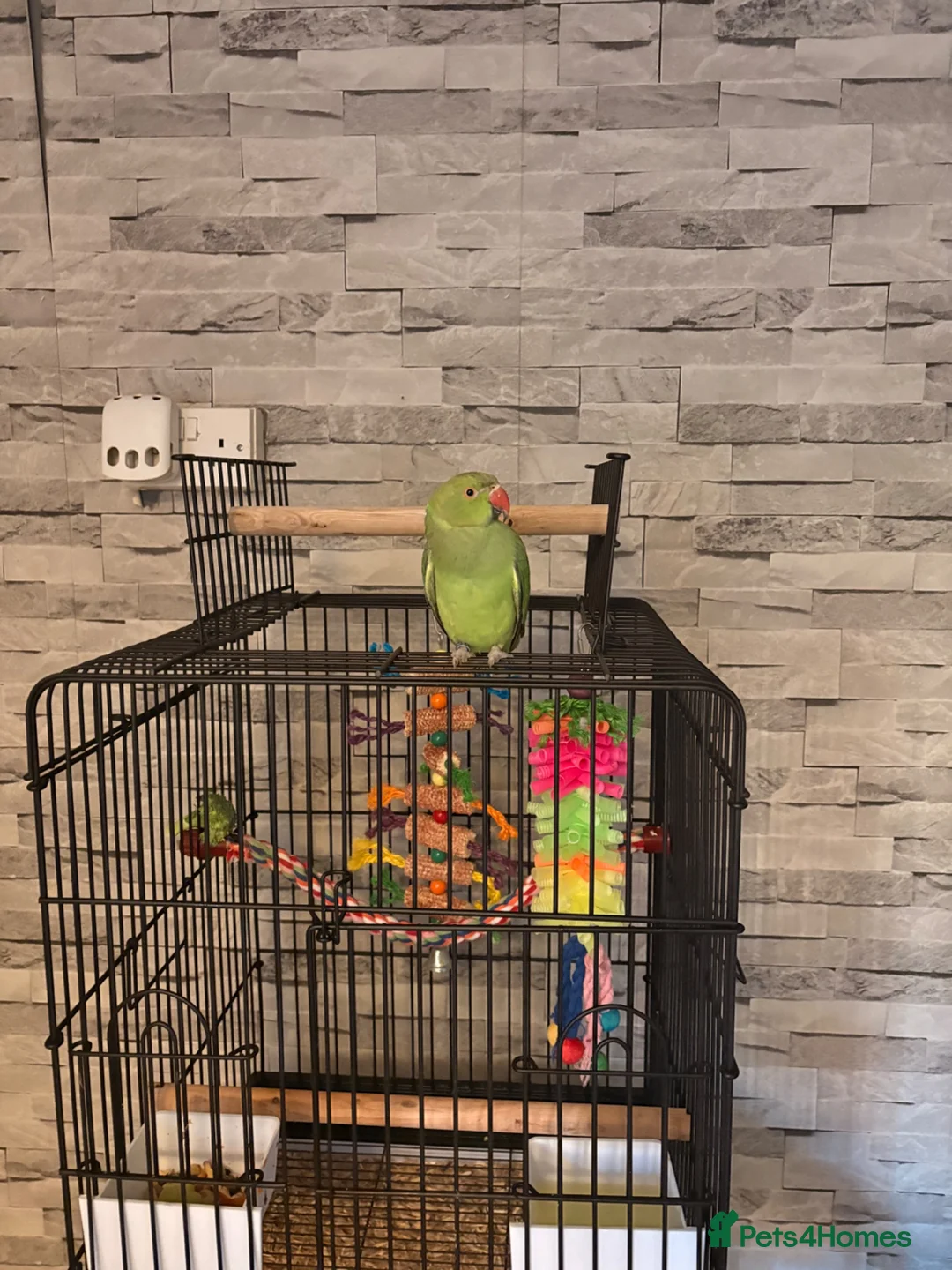 Ringnecks birds for sale: Ringneck for sale  - Advert 7