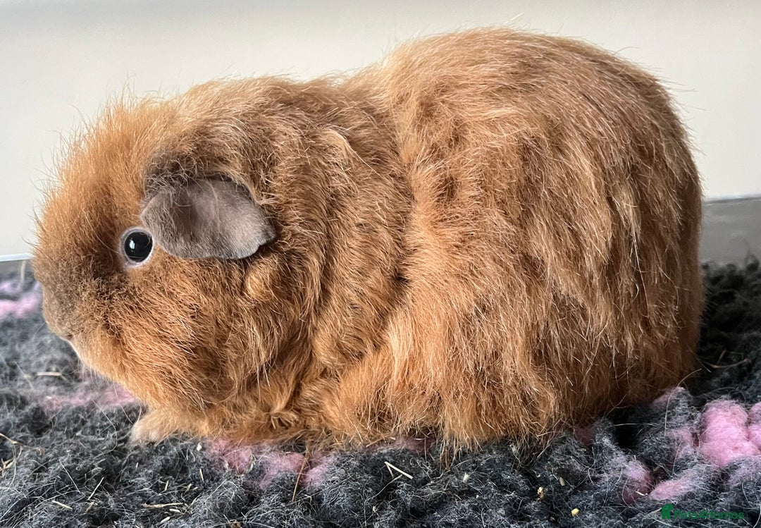 Guinea Pig rodents for sale: Female guinea pigs - Advert 13