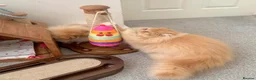 Persian cats for sale: Pure breed Persian  - Advert 10