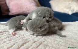 British Shorthair cats for sale: Outstanding kittens 😻 Champion line🥇🏆😻 - Image 19