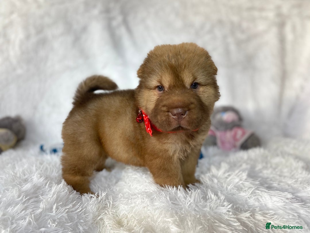 Shar Pei dogs for sale: ⭐️Quality Shar pei puppies for sale⭐️ - Image 8