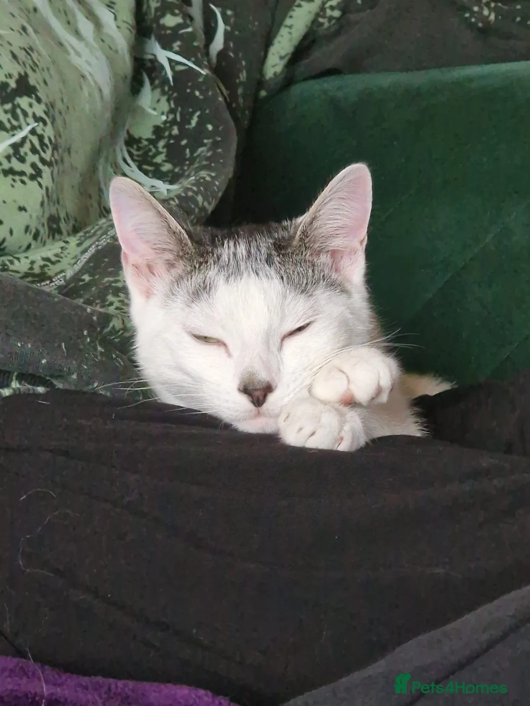 Domestic Shorthair cats for adoption: Patch, 6 month old male (neutered) kitten in Reading - Advert 3