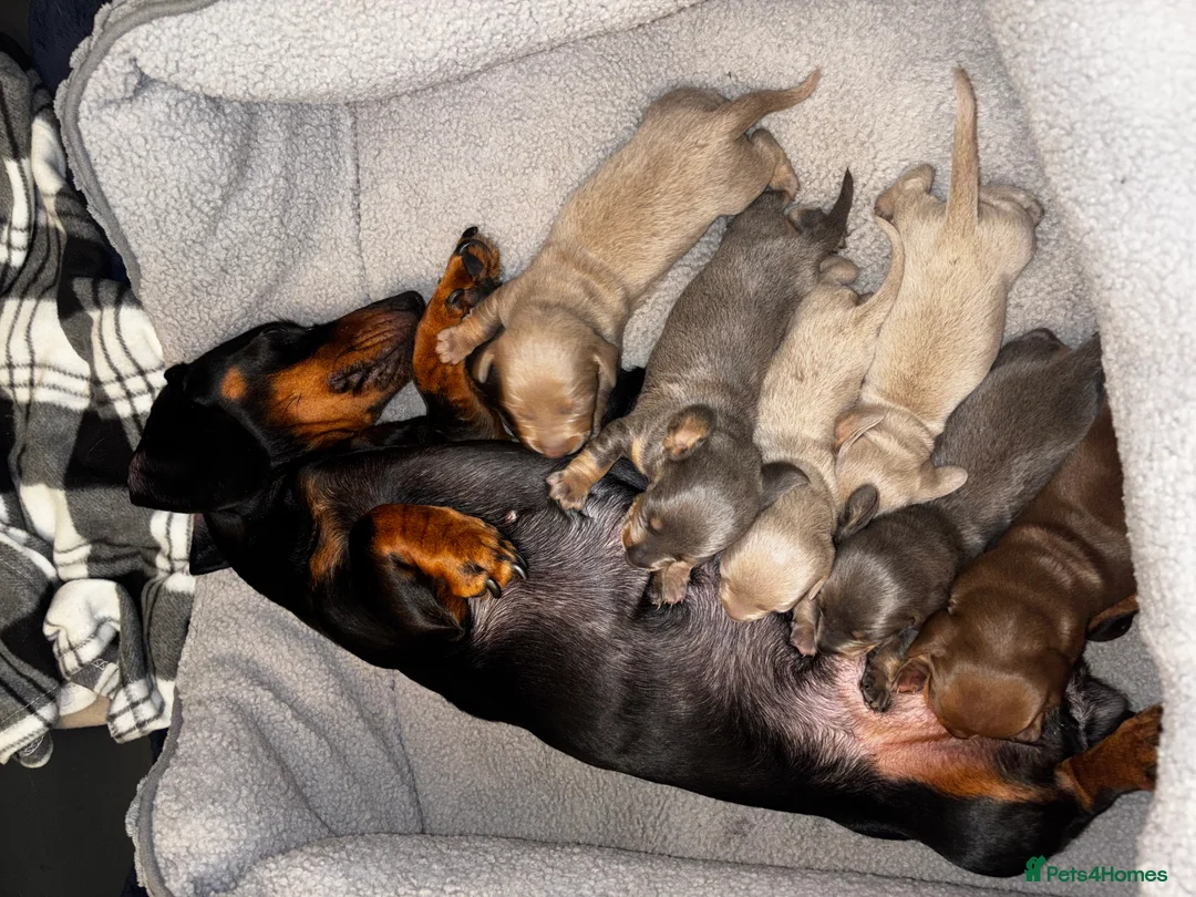 Miniature Dachshund dogs for sale: Miniature smooth haired dachshund  - Advert 1