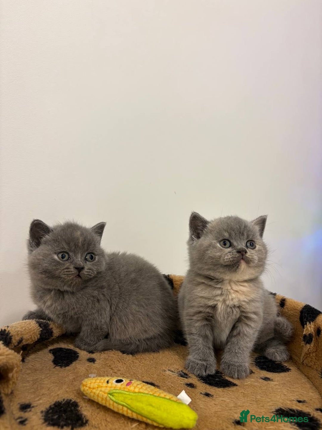 British Shorthair cats for sale: Amazing Cream and Blue British Shorthair Kittens - Advert 2
