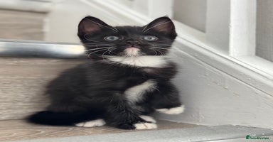 Mixed Breed cats - Advert 13