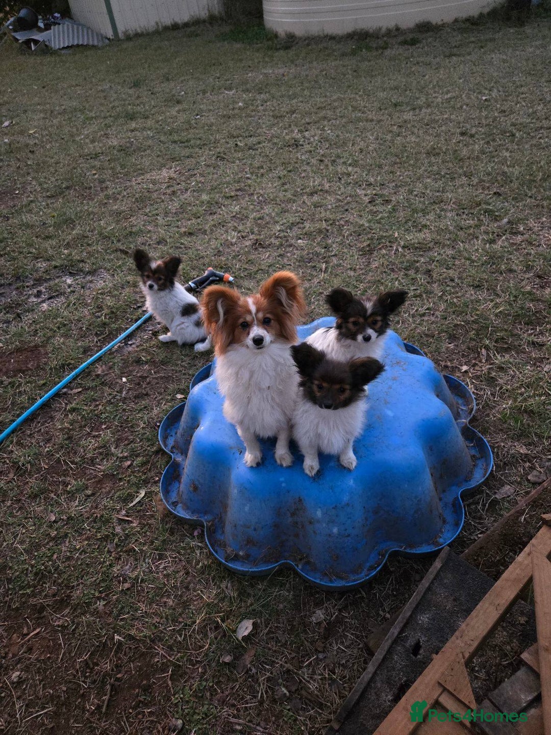 Papillon dogs for sale: Females and Male Cuddles Papillon Pups - Advert 3