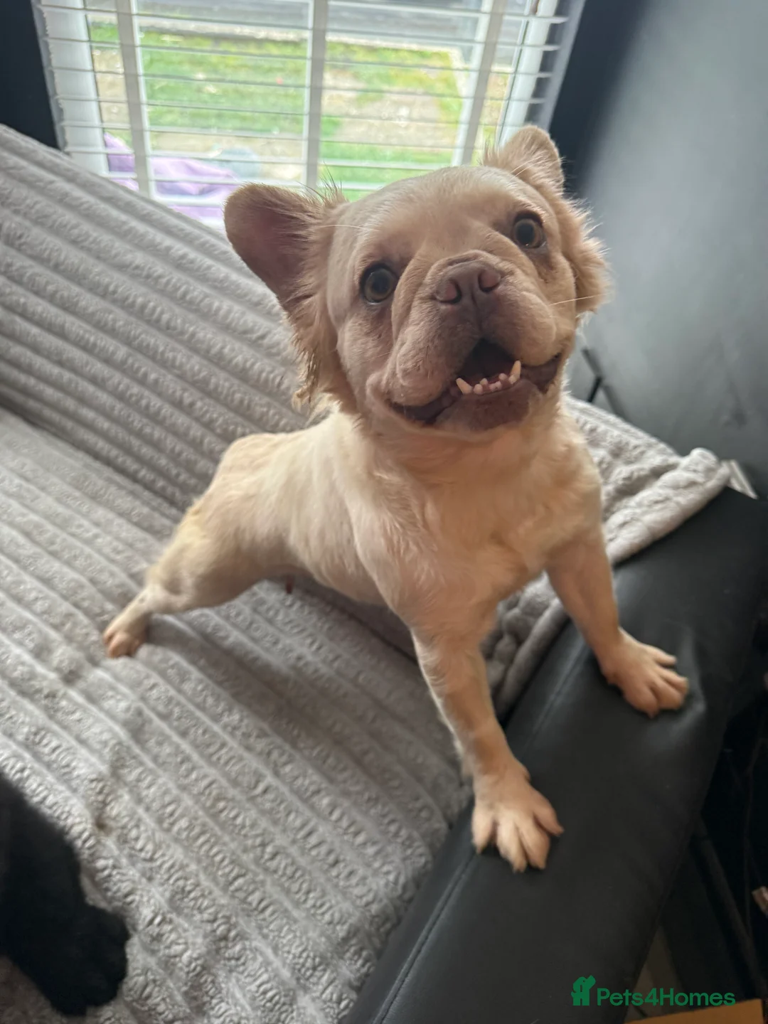French Bulldog dogs for sale: Amazing fluffy girl - Advert 2