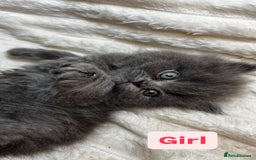 British Longhair cats for sale: British Long/Short Hair Adorable Kittens - Advert 13