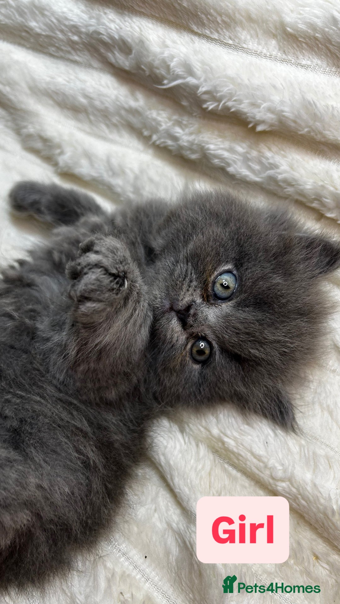 British Longhair cats for sale: British Long/Short Hair Adorable Kittens - Advert 13