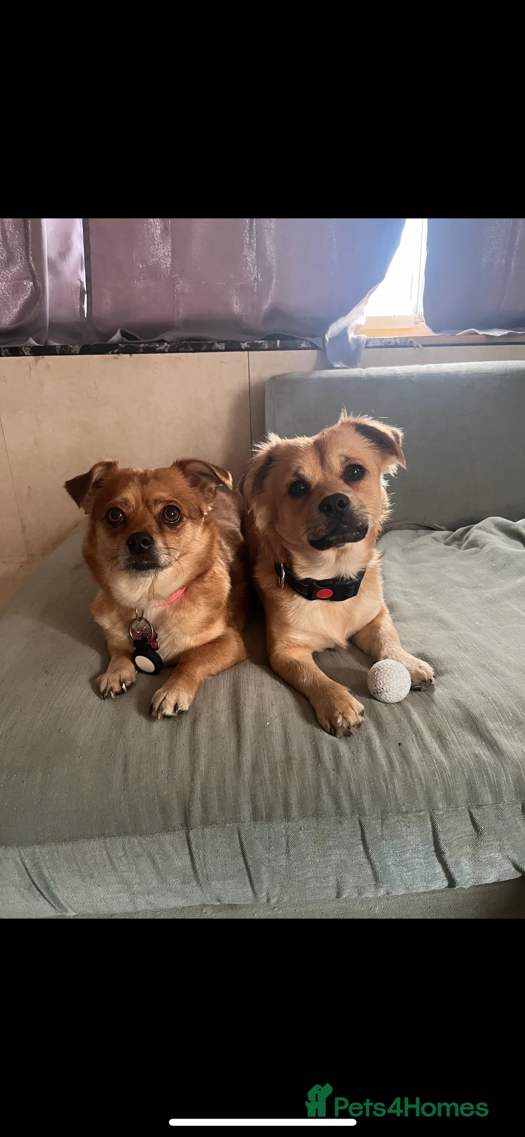 Mixed Breed dogs for sale: Beautiful puppy Prince - Advert 2