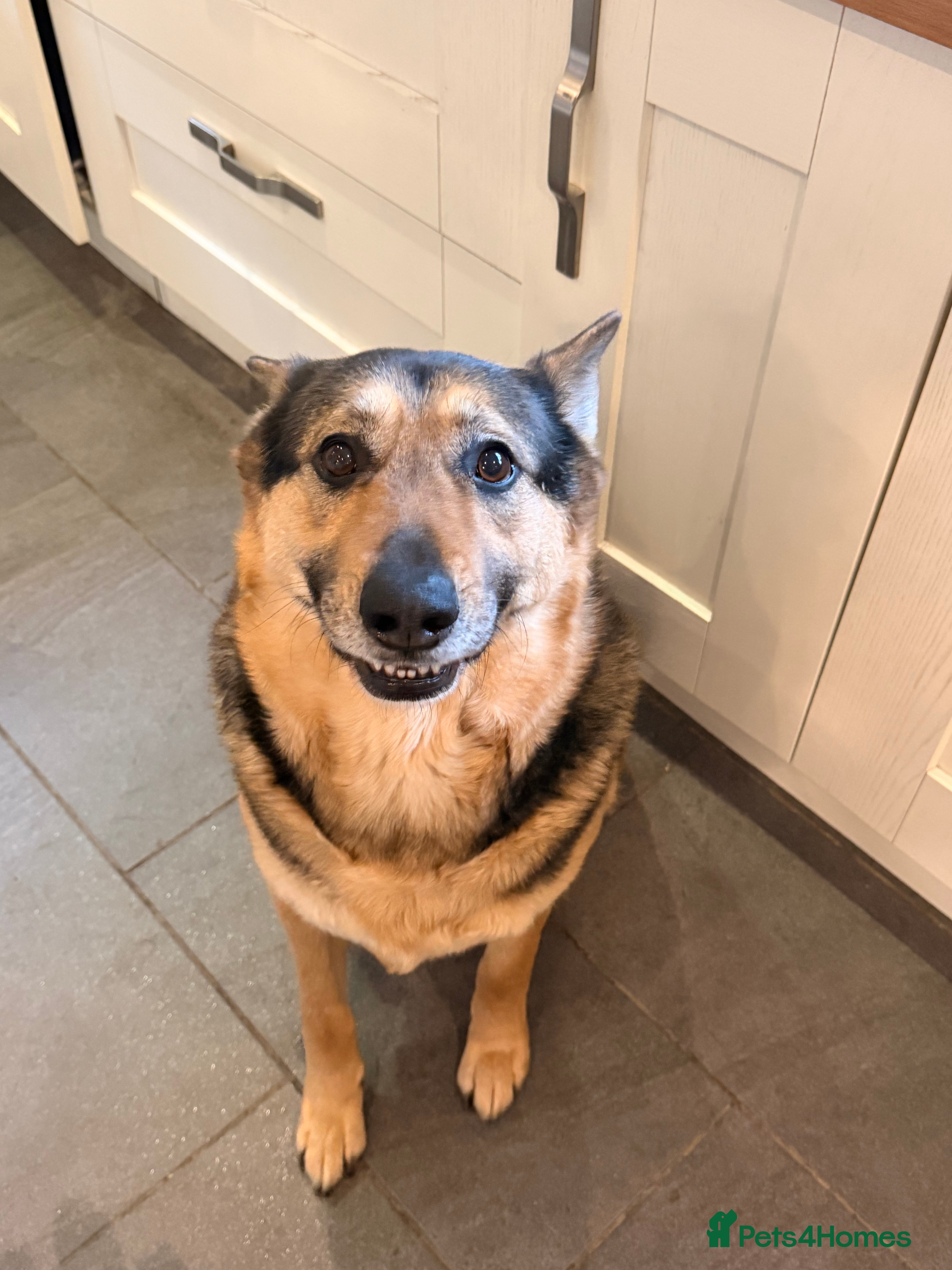 German Shepherd dogs Simba the Gentle Giant - Advert 13