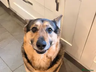 German Shepherd dogs Simba the Gentle Giant - Advert 13