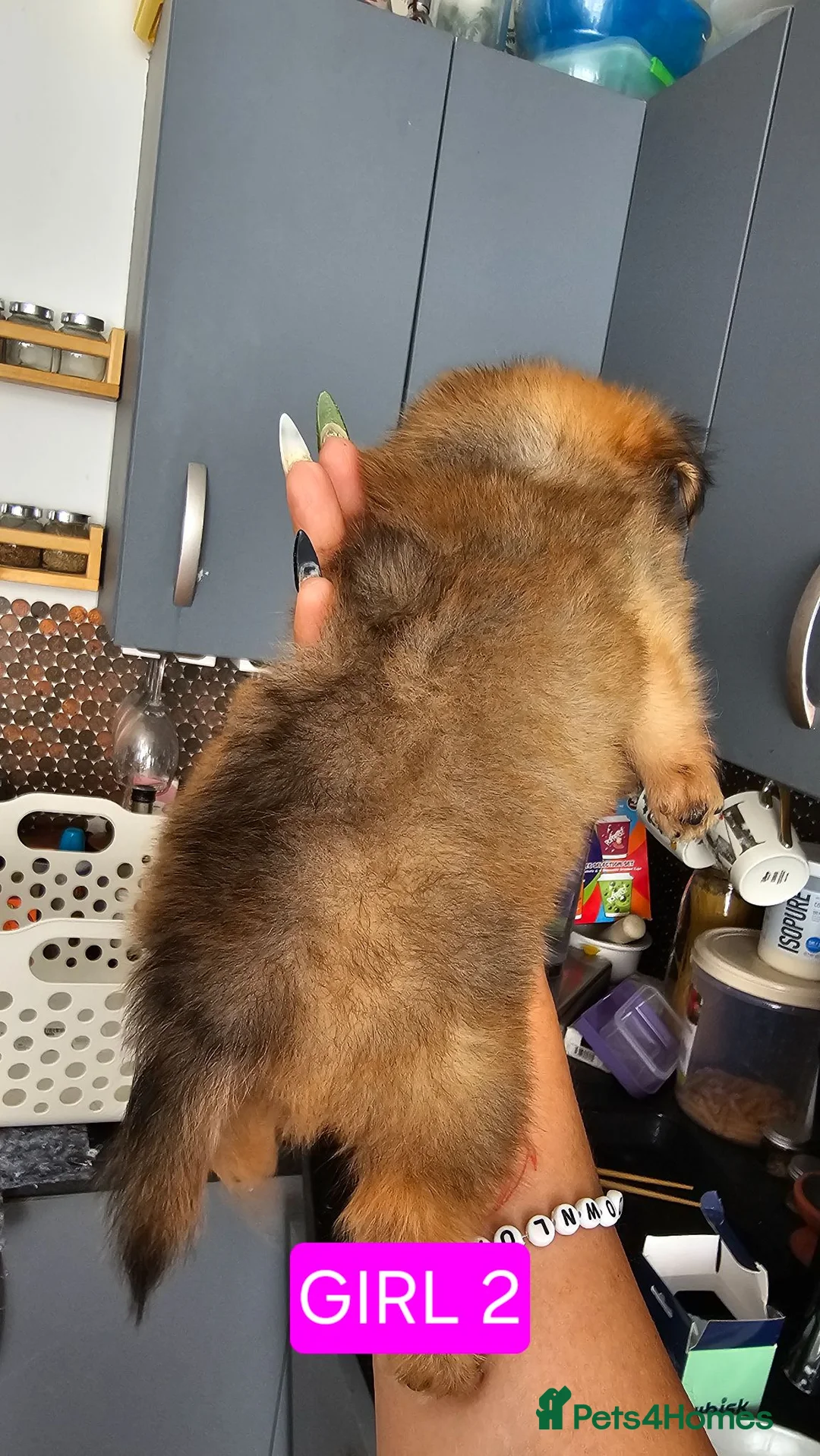 Pomchi dogs for sale: Tiny Pomchi Puppies,Raised in a Loving Family Home in Purley - Advert 9