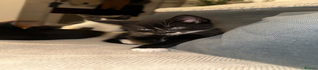 Mixed Breed Kitten 2