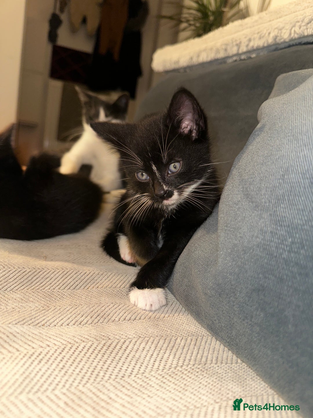 Mixed Breed cats for sale: Black and white kittens looking for loving home  - Image 4