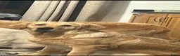 Golden Retriever dogs for sale: Golden Retrievers - Gwynedd  in Bangor - Advert 1