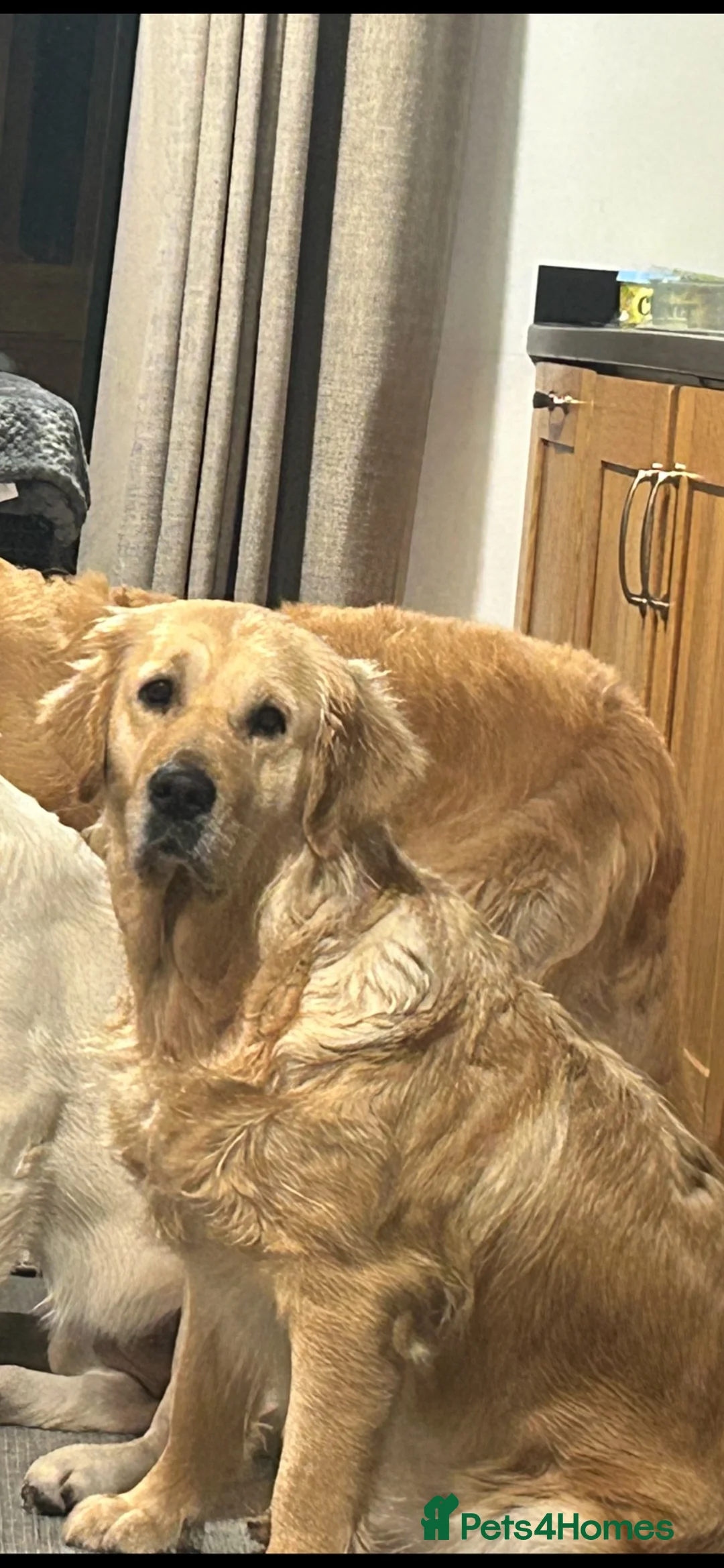 Golden Retriever dogs for sale: Golden Retrievers - Gwynedd  in Bangor - Advert 1