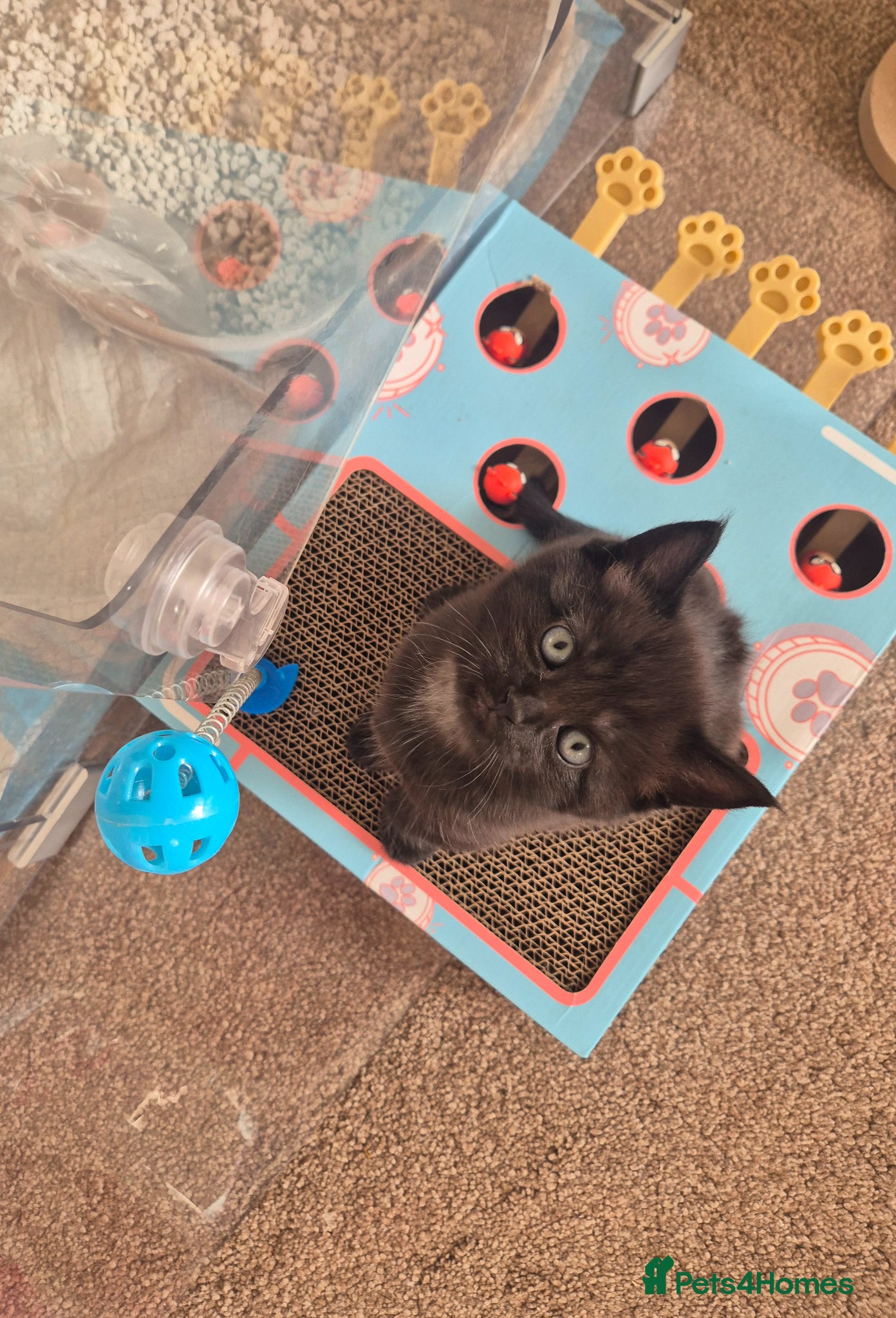 Mixed Breed cats 🖤🧡 SUPER FRIENDLY KITTENS 🧡🖤 - Advert 2