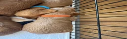 Cavapoo dogs for sale: Cavapoo puppies  - Advert 28
