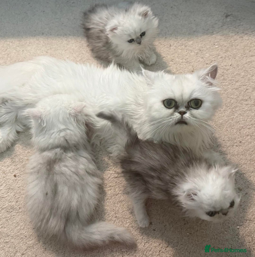 Persian cats for sale: Three Persian Chinchilla Kittens GCCF registered  - Image 12