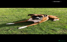 Boxer dogs for sale: POTENTIAL Re-home   - Image 8