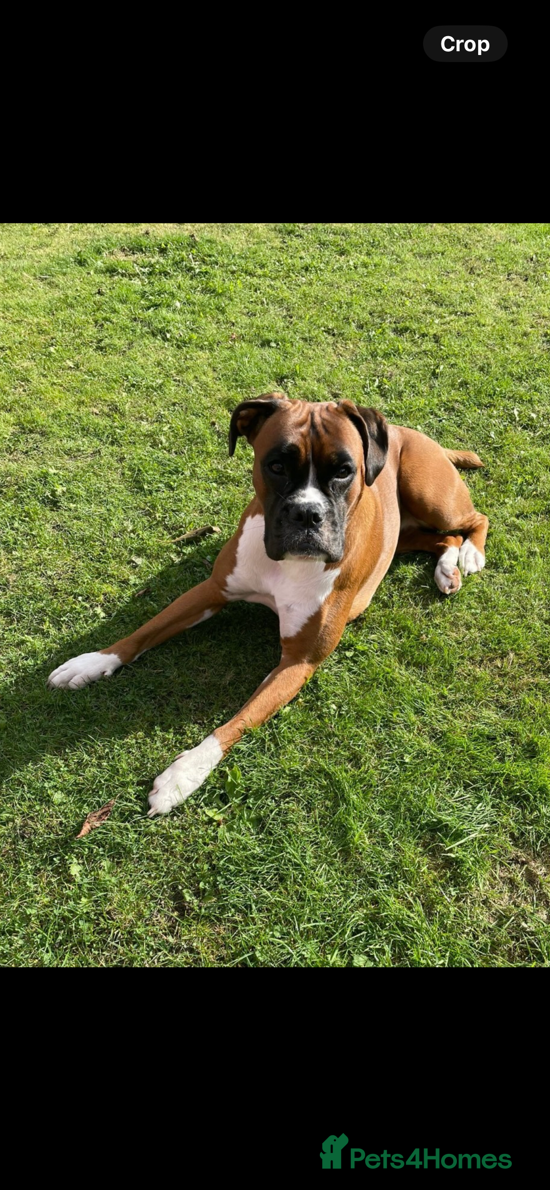 Boxer dogs for sale: POTENTIAL Re-home   - Image 8