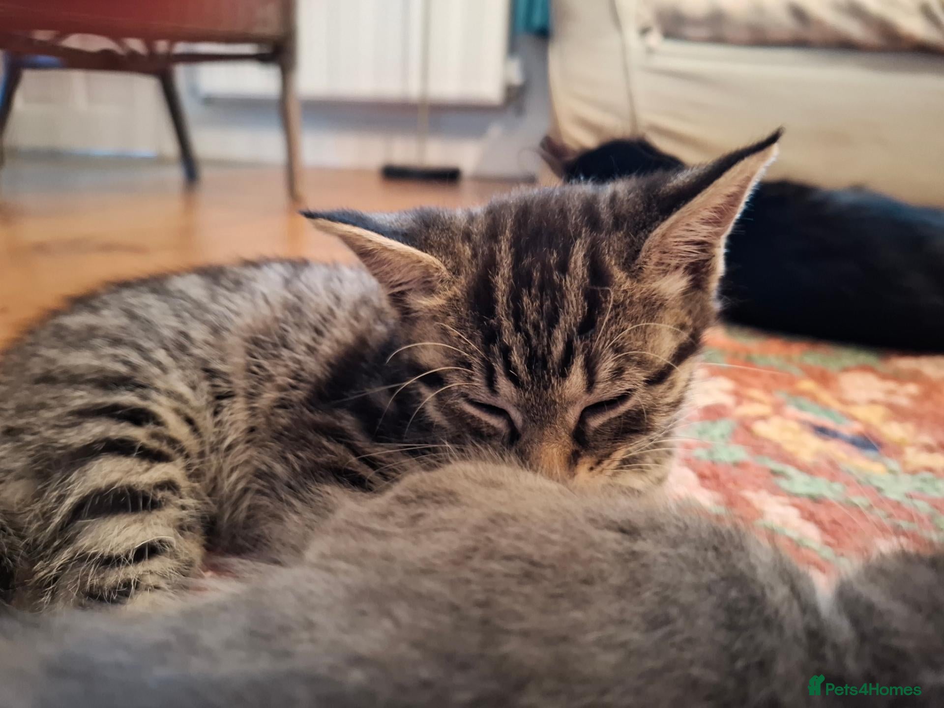 Mixed Breed cats Gorgeous grey/black tabby & grey girl kittens - Advert 2