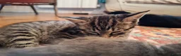 Mixed Breed cats for sale: Gorgeous grey/black tabby & grey girl kittens - Advert 3