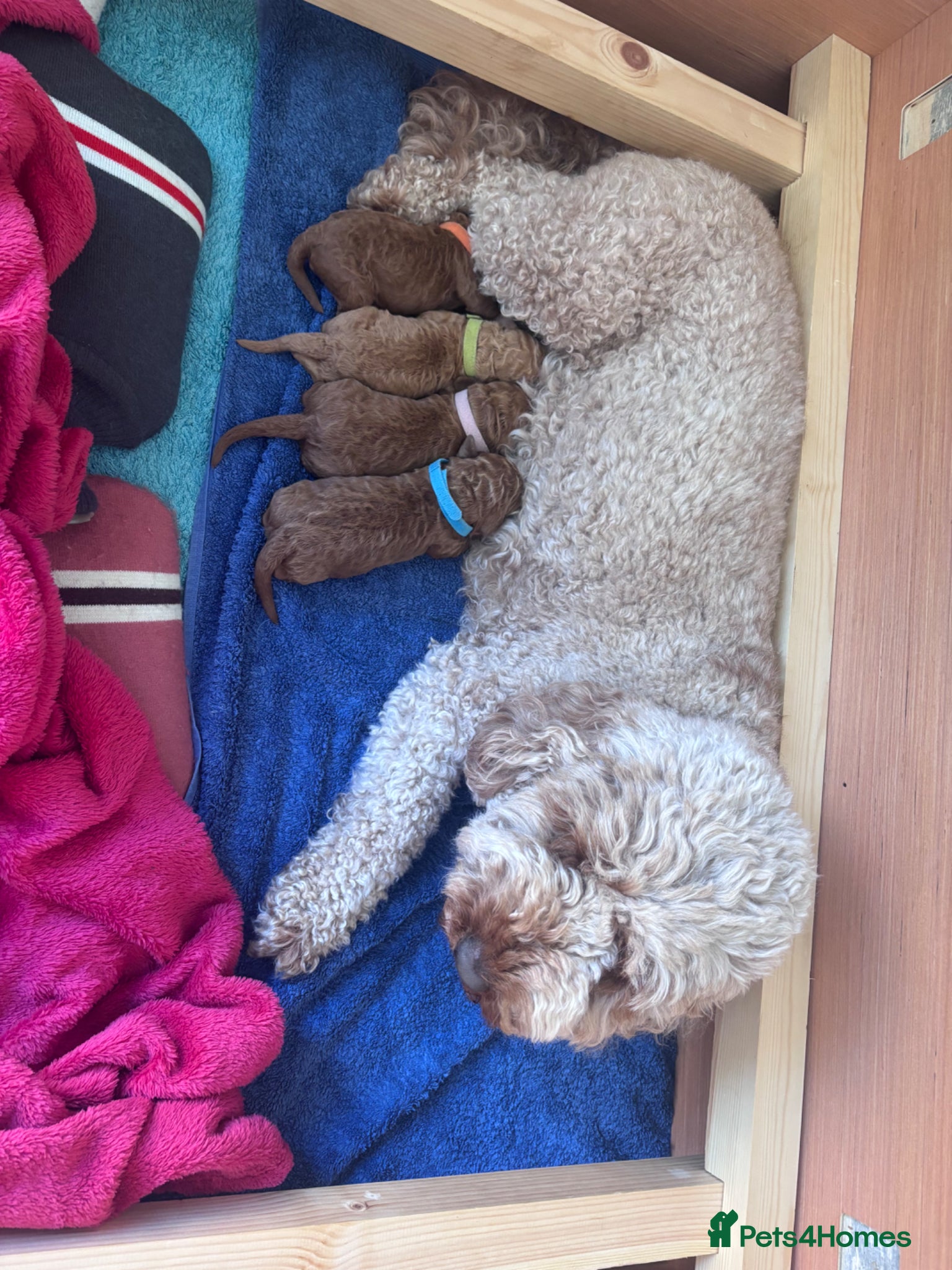 Cavapoo dogs for sale: Stunning Red Cavapoo Puppies - Advert 5