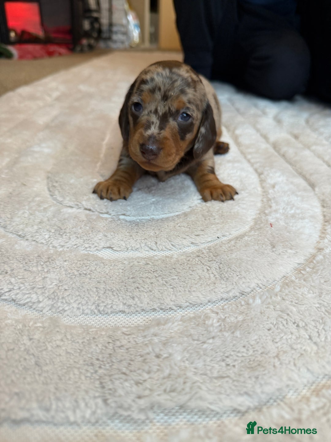 Miniature Dachshund dogs for sale: KC reg Miniature Dachshunds available 24thDecember - Advert 23