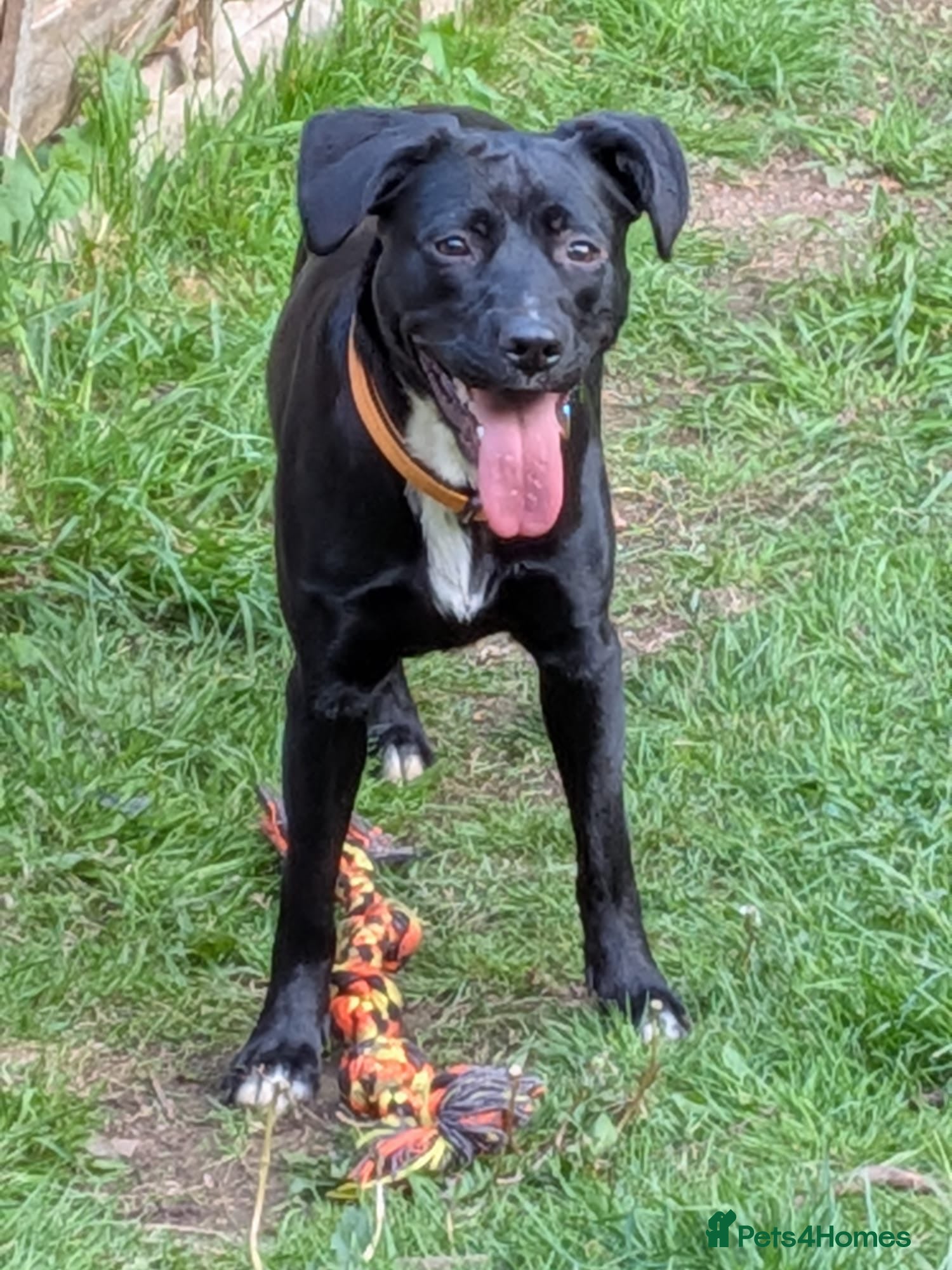 Mixed Breed dogs Rehoming Raven  - Advert 2
