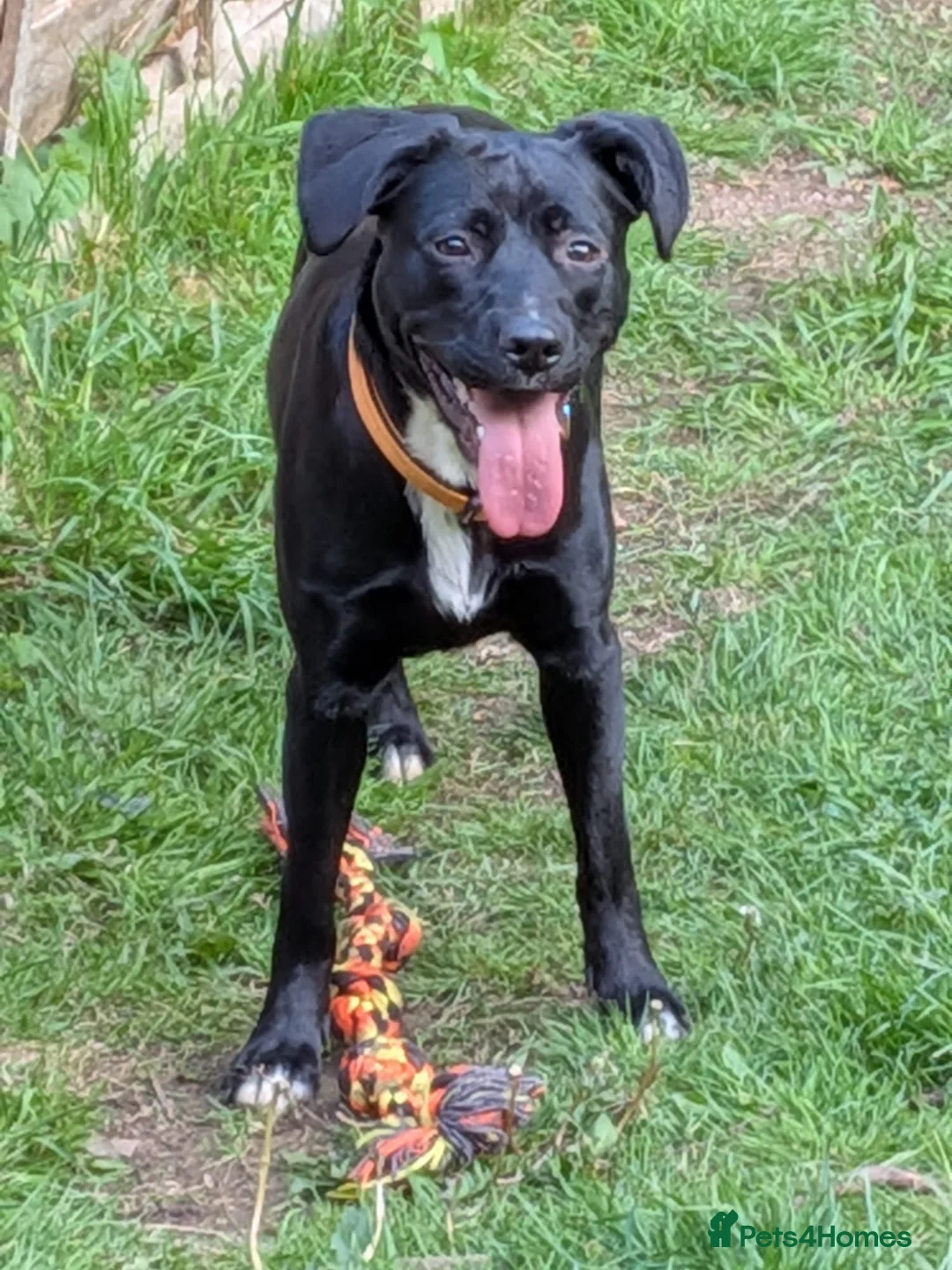 Mixed Breed dogs for sale: Rehoming Raven  in Cheadle - Advert 1